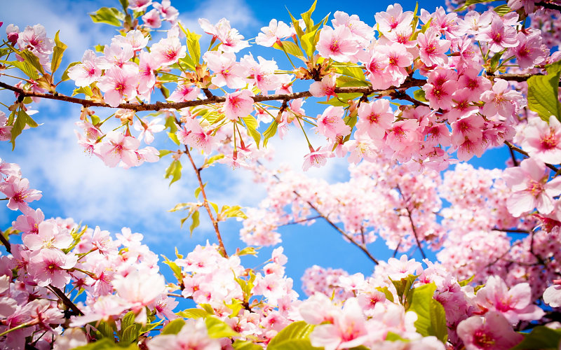 cherry-blossom-spring-2560x1600.jpg